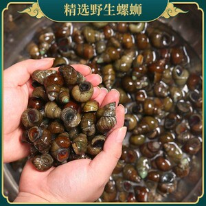 野生现捞清水河湖田螺鲜活螺蛳泥螺丝螺蛳肉活的新鲜 活体5斤装