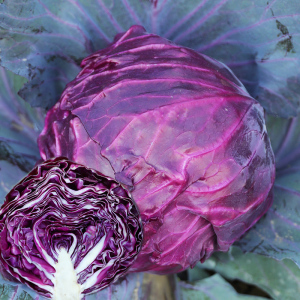49同款货源凯凯1681淘宝紫色甘蓝种籽卷心菜种子包心菜大头菜