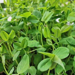 无须豌豆苗种子甜脆豌豆尖种籽农用籽种四季蔬菜孑青碗豆芽苗菜