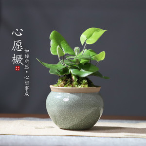 心愿蕨创意绿植室内茶桌盆景客厅办公室小盆栽水培植物好养苔藓球