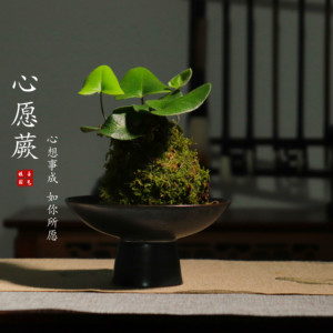 心愿蕨苔藓球绿植室内盆栽好养客厅办公室茶桌小盆景水培蕨类植物