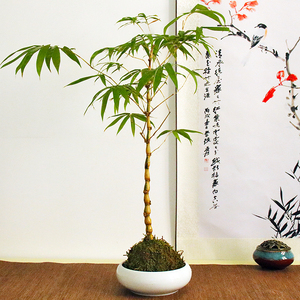 【竹子老桩】竹子老桩品牌,价格 - 阿里巴巴