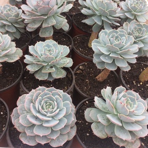 多肉植物雪域老桩绿植组合多肉办公室盆景室内盆栽花卉绿植