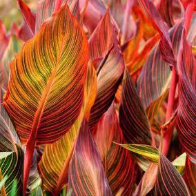 火焰美人蕉非洲落日叶片红黄绿交替变色花园焦点植物