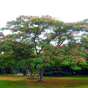 红花合欢树苗耐寒地栽庭院绿化风景树绒花树寓意吉祥植物马缨花苗