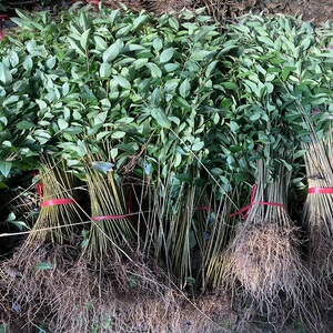 大叶女贞编织苗 大叶女贞小苗紫薇编织苗榆树苗紫荆小苗紫薇花瓶