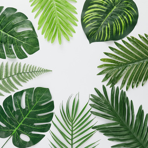 靠己mm淘宝绿叶树叶子边框春季夏天手绘森系绿色椰树png免抠背景