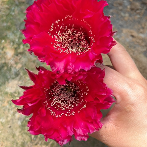 红衣主教仙人球