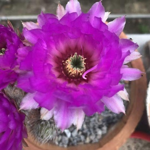 紫金虾 仙人球虾类 3公分多无根侧芽 河北秋的花园