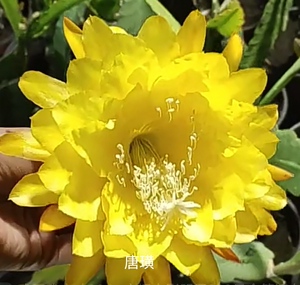 唐璜 令箭荷花 金黄色大花 15公分无根枝条 河北秋的花园