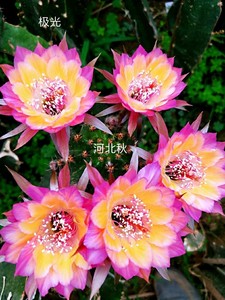 丽花极光 仙人球 丽花属 自家开花图 3公分多侧芽 河北秋的花园