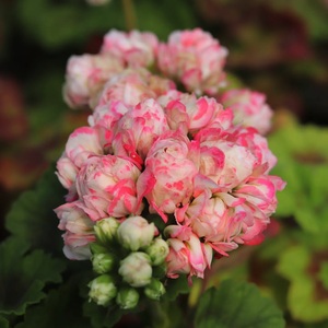 满88元包邮--直立大花重瓣天竺葵 蒙瑟戴尔 金叶伴娘 红郁 丹尼斯