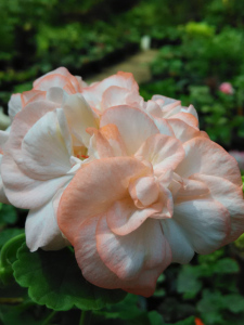 满88元包邮直立重瓣大花天竺葵奥托皇家纹身 丹麦女王 包夫人幸福