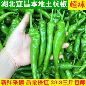 辣椒新鲜 特辣湖北农家种植新鲜杭椒 三斤精选装尖椒腌泡剁椒现摘