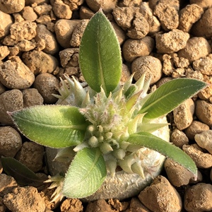 黄白花惠比须笑淡黄花色稀有块根多肉植物 一物一拍苏西的花园