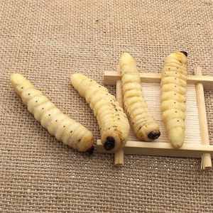 001人付款淘宝新鲜哈虫柴虫蛤虫木花木虫柞天牛野生