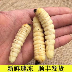 密州铺子——老王淘宝蛤虫500g新鲜活体速冻包邮哈虫