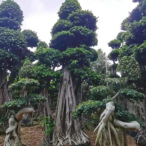 小叶榕树盆栽