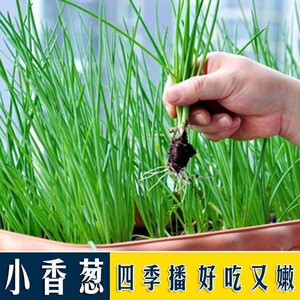 小香葱种子香葱种头苗红葱头香葱苗四季盆栽庭院阳台蔬菜火葱种籽