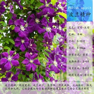 波兰精神铁线莲