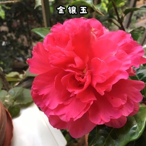 金镶玉茶花巨型大红色室内花卉盆栽四季绿植阳台庭院盆景植物包邮