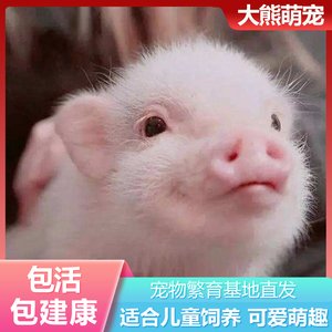 小香猪宠物猪活物小型网红萌宠长不大好养香猪活体幼崽包邮定金
