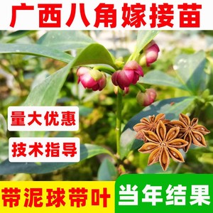 广西八角树苗嫁接八角苗高产大红茴香料大杯苗带土叶发货当年结果