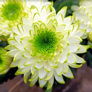 新品种菊花绿天赞黄天赞菊花烟花菊国花系列大品种菊花盆栽带花苞