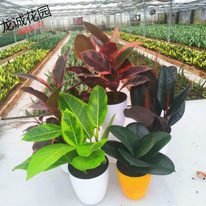 橡皮树花金刚黑金刚红关公花叶彩叶绿植盆栽室内吸甲醛净化空气