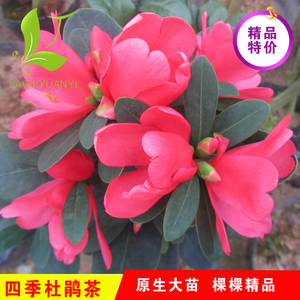茶花苗盆栽四季开花杜鹃茶花树苗杜鹃红山茶山茶花苗庭院观花植物