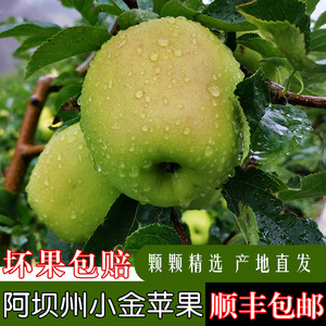 四川阿坝州青苹果高原小金苹果脆甜多汁现摘现发时令水果顺丰包邮