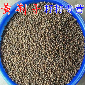 中药材 黄荆子 牡荆籽 布荆子 黄金子 小荆实 荆条子500包邮