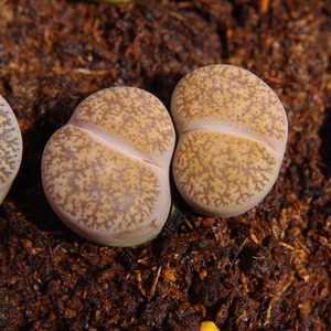 生石花紫勋一物一拍