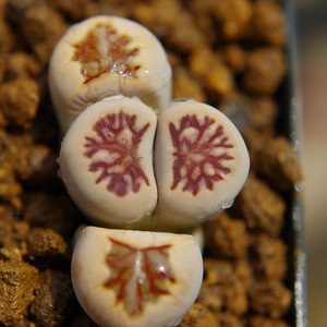 14拍3年生菊纹章紫色母本49号一物一拍生石花岛田dt血管莲花纹