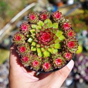 云南多肉植物七彩莲精品稀有品种室内防辐射药锦绿植花卉带盆栽好