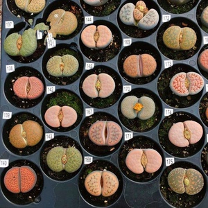 生石花大超大双头