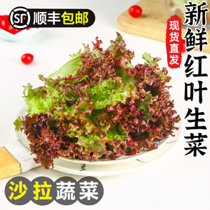 新鲜红叶生菜蔬菜沙拉紫叶生菜轻食西餐食材色拉顺丰包邮罗莎红