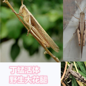 活体丁蜢画眉鸟斗鸟提神活虫增强战斗力云南大花腿蚂蚱蝗虫饲养笼
