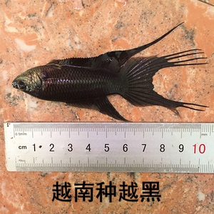 中国斗鱼繁殖