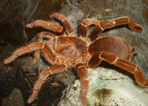 皇帝巴布宠物玩具足展2-10cm生长速度快非常凶猛的人工捕鸟蜘蛛