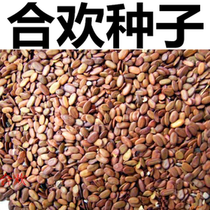银合欢种子