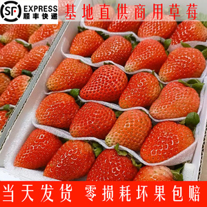 云南四季新鲜草莓蛋糕茶饮糖葫芦双流酸草莓整箱商用全国顺丰包邮