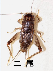 河南野生蟋蟀 蛐蛐活体 斗蟋蟀 斗蛐蛐 精选野生公蛐蛐