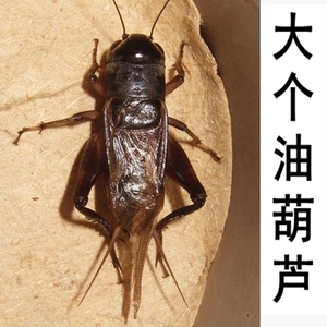 野生油葫芦蛐蛐大个油葫芦蟋蟀活体专业捕捉听叫悦耳观赏鸣虫歌唱