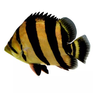 枫叶莫离淘宝虎鱼地毯客厅办公室卧室家居水晶绒泰国虎三文虎地垫可