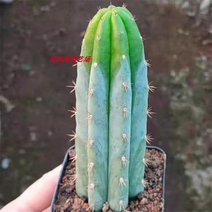 蓝色多闻柱粗直仙人掌室内客厅阳台大型防辐射易养活开花花卉盆栽