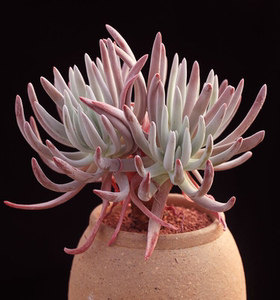 爱杜丽丝仙女杯 多肉植物 裸根单头老桩群生适合阳台窗台美观盆栽