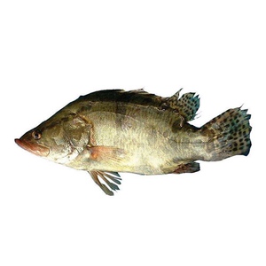 tb638285_00淘宝500-600g开背鲈桂鱼鲜活冷冻臭金桂鱼工厂直销满20