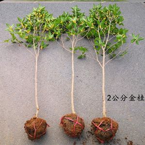 植树节树苗幼儿园