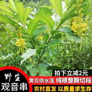 黄花倒水莲 野生观音串 远志祛湿散中药材月子补益煲汤倒吊黄花